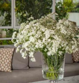 MILLION Collection™