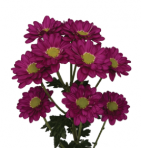 ESPERANZA™ | Daisy Volume Collection