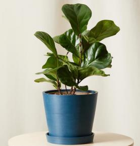 Little Fiddle Leaf Fig
