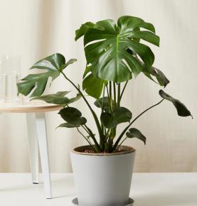Monstera