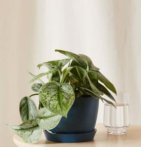 Silver Pothos