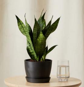 Sansevieria Zeylanica