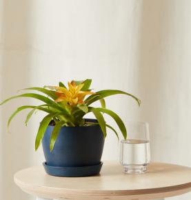 Bromeliad Guzmania Yellow