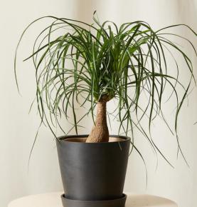Ponytail Palm