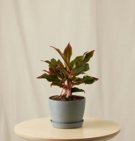 Aglaonema Siam