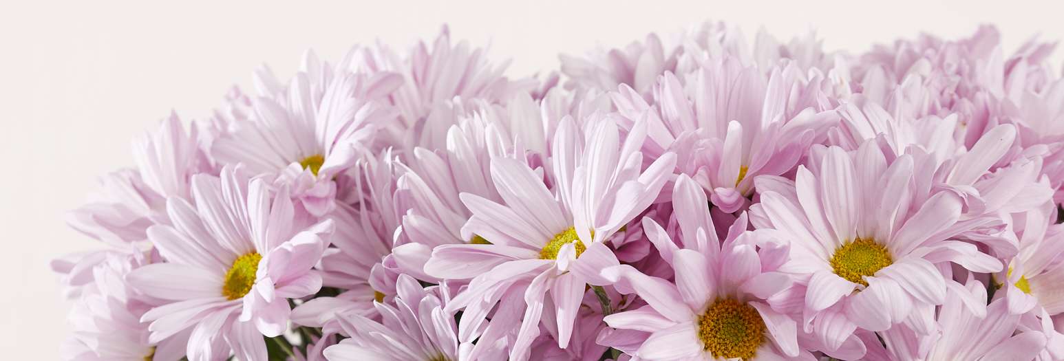 Chrysantheumum-Atlantis-pink-e1633262440741.jpg