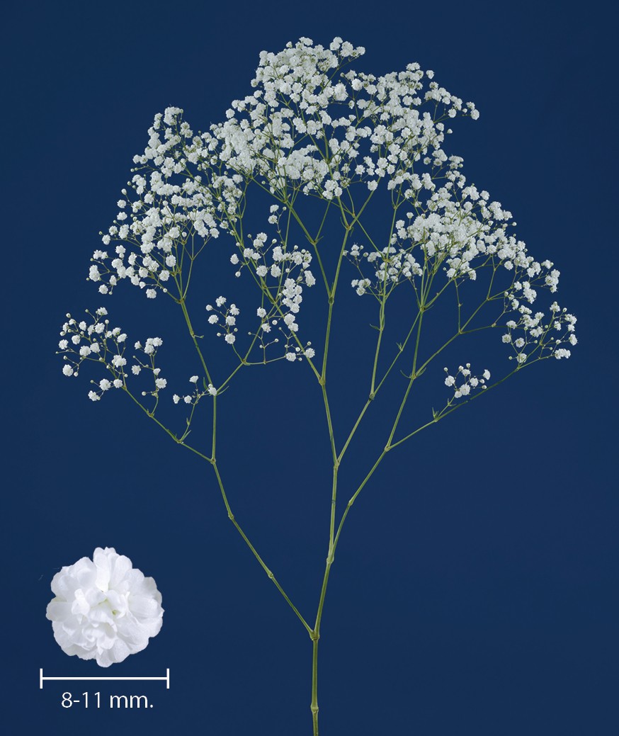 1696754366130239.jpg My-White-Cosmic.jpg