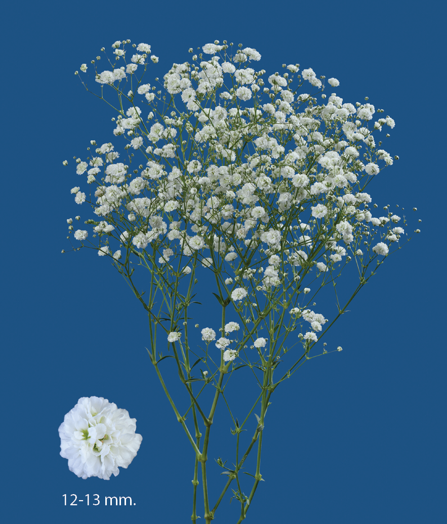 1696754376131746.png XCITE-.png