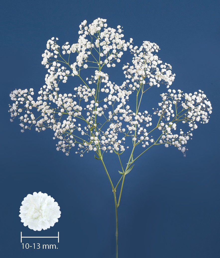 1696754386965977.jpg XLENCE.jpg