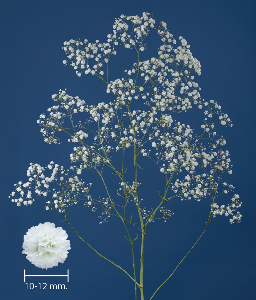 1696754396563070.jpg Xlence-ENDURE.jpg