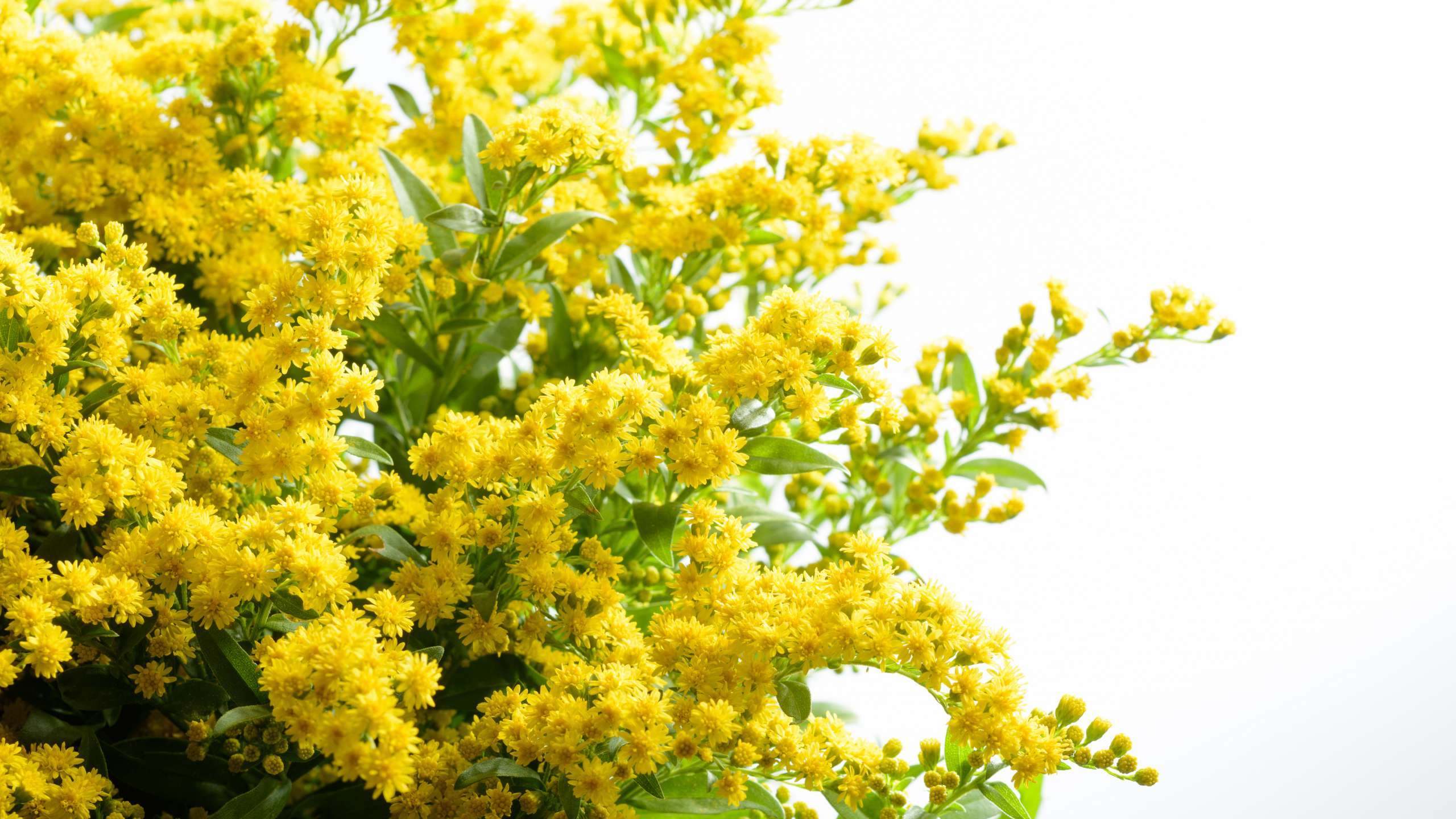 1696756378315207.jpg Golden-Glory-0098-scaled-e1633249168173.jpg