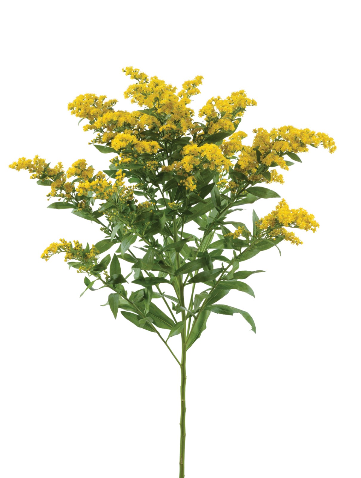 1696756397136088.jpg Golden-Glory.jpg