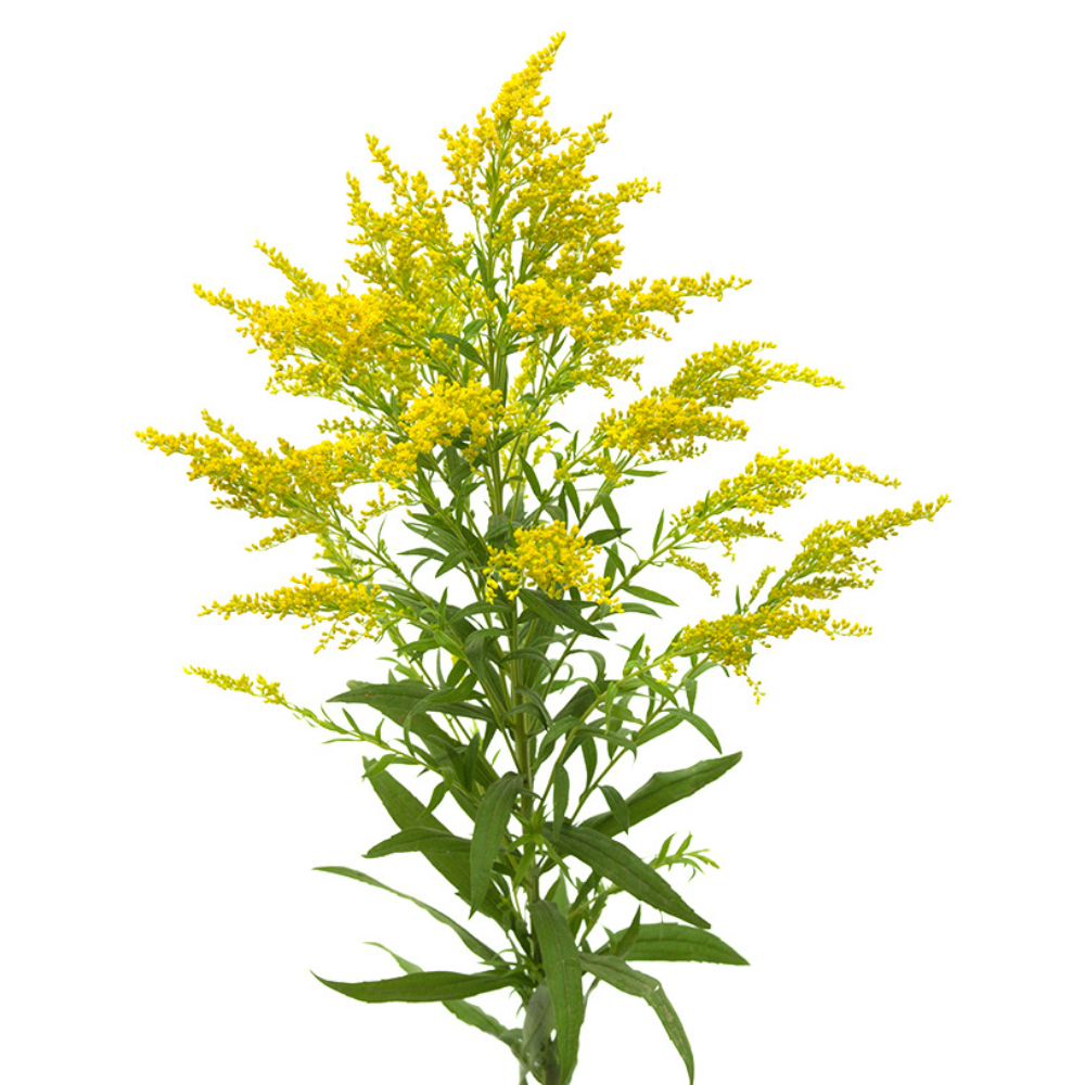 1696756408247346.png Monte-De-Oro-Square.png