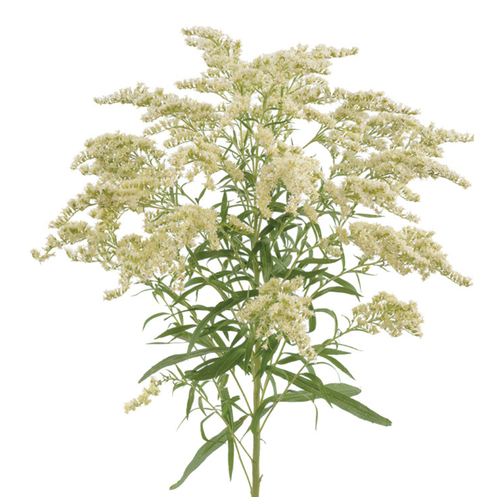 1696756419108655.png Moonlight-Glory-Square.png