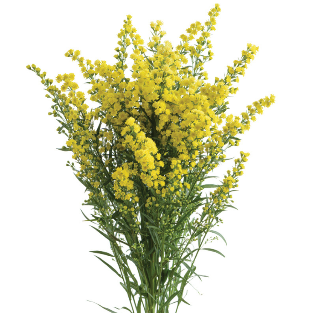 1696756462874922.png Solar-Glory-Square.png