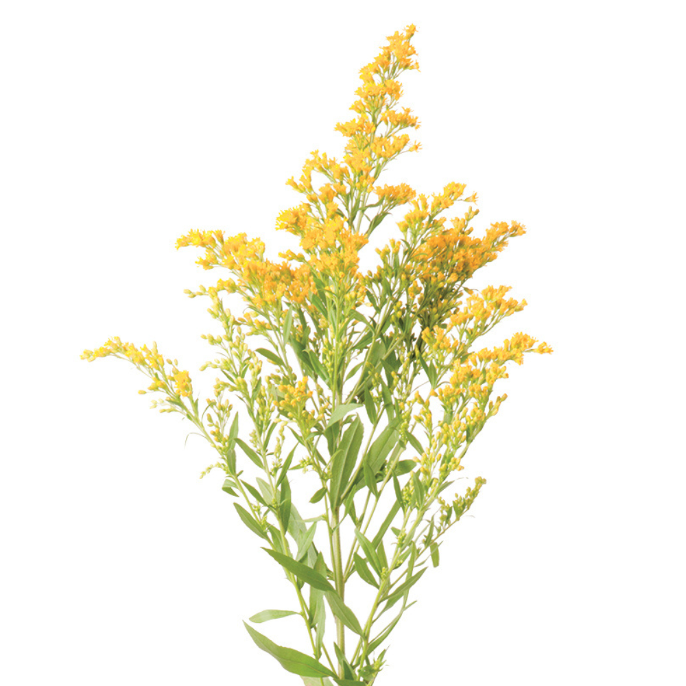 1696756474140124.png Sunny-Glory-Square.png