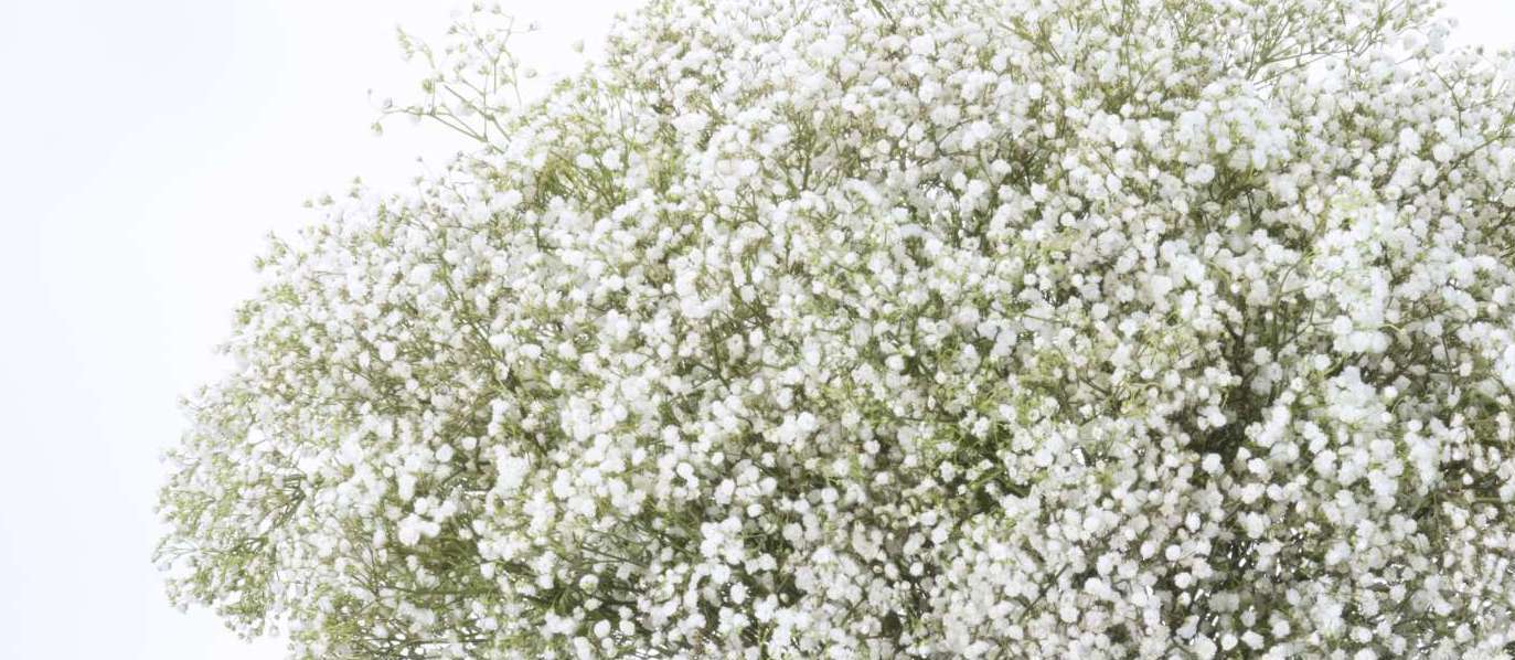 1696760008895878.jpg BabyXlence_Florero-scaled-e1632992677716.jpg