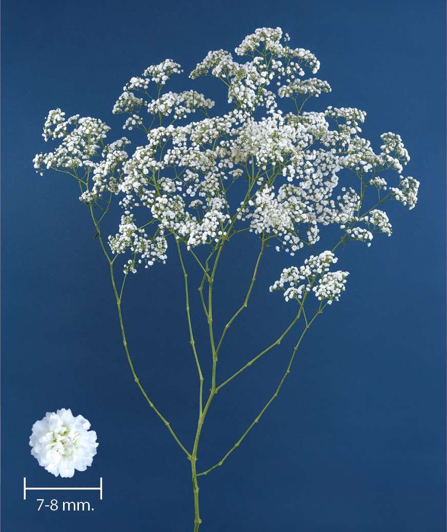 1696760055441420.jpg MILLION-CLOUDS-1.jpg