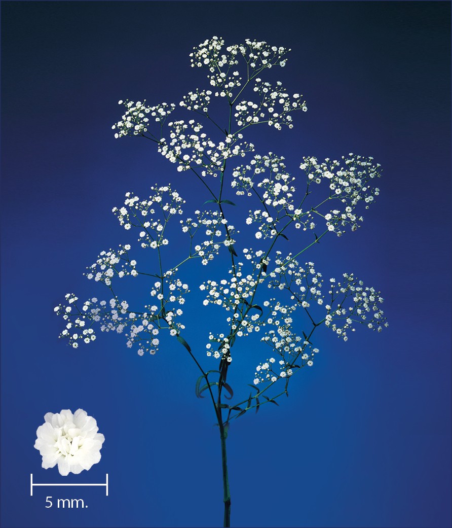 1696760085103302.jpg Million-Stars.jpg