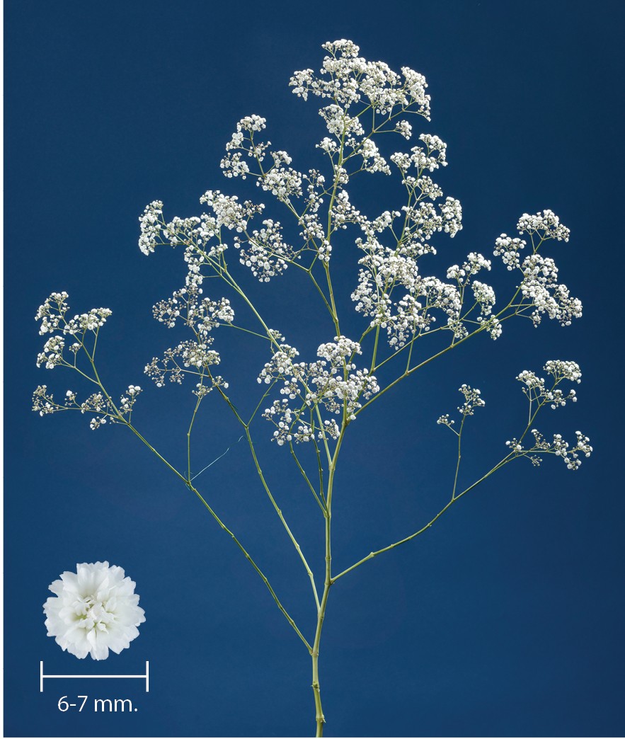 1696760094118806.jpg MILLION-STARS-II-2.jpg