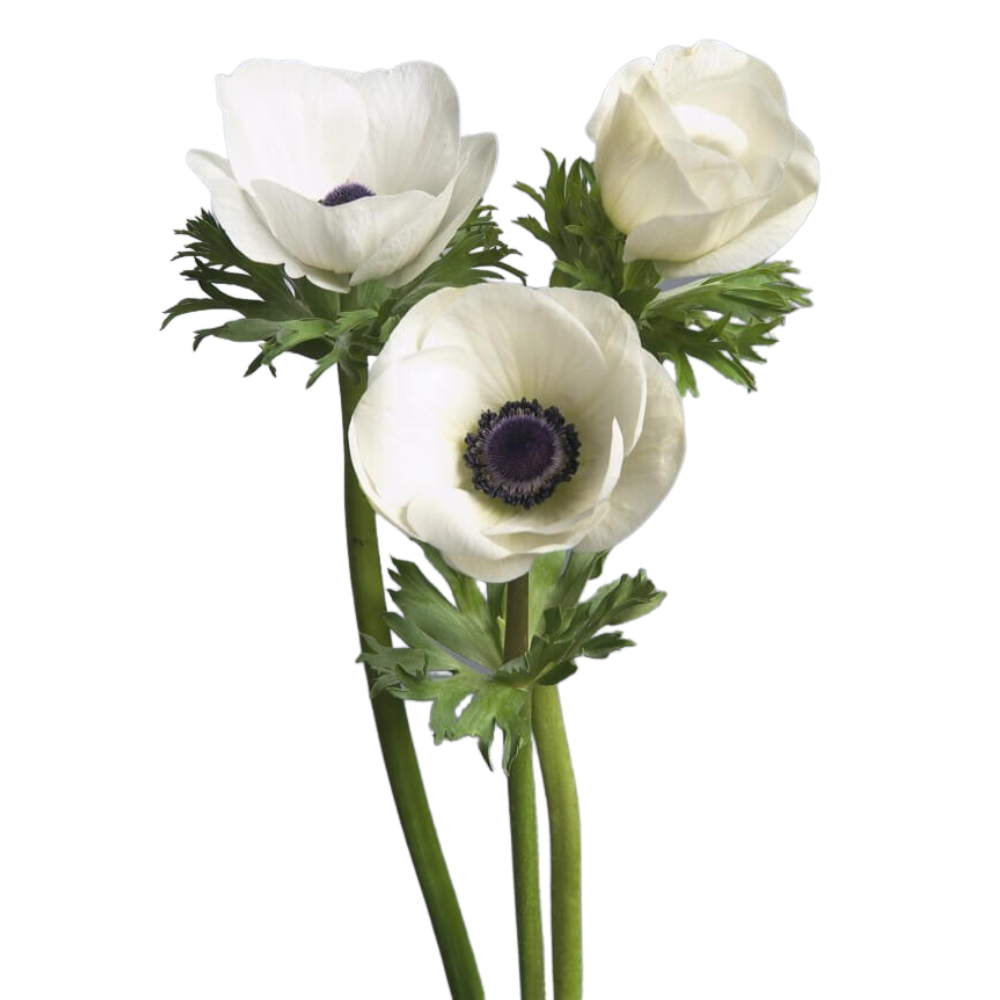 Anemone-Carmel-White-Square.png