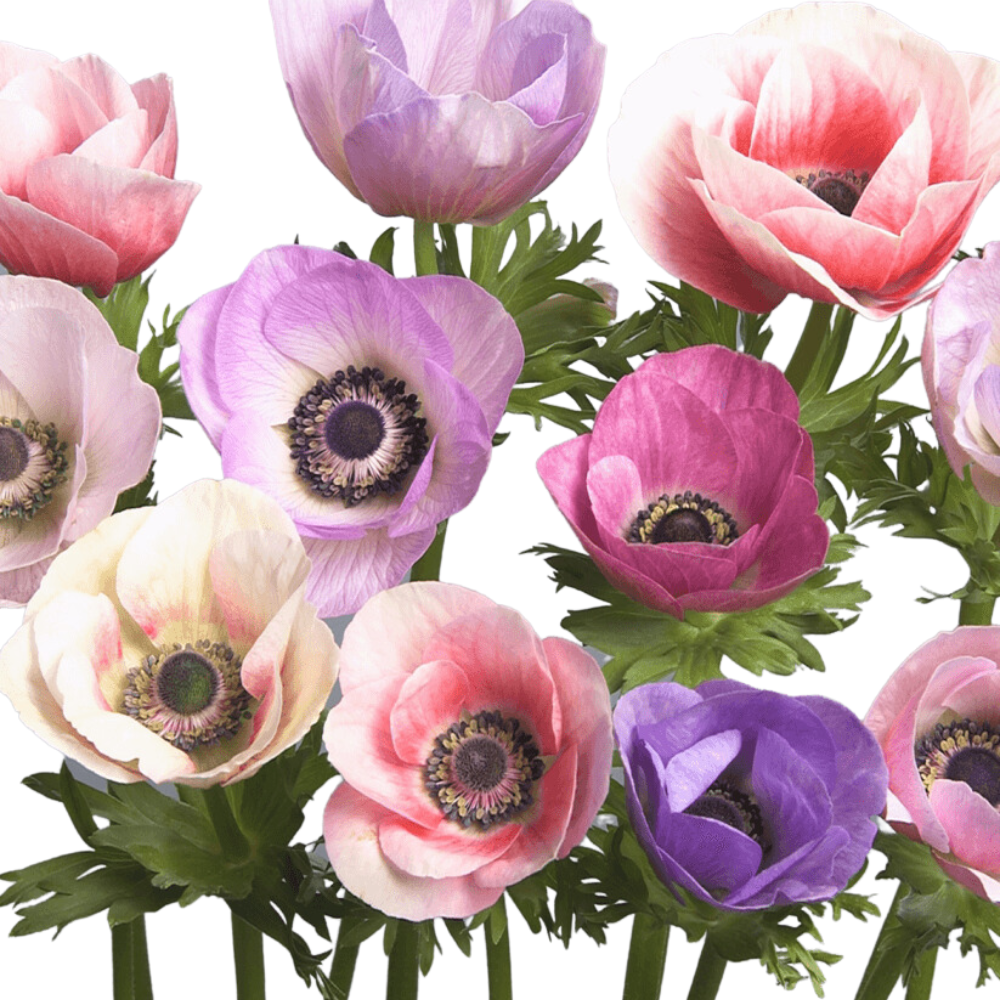 Anemone-Gallilee-Square-1.png