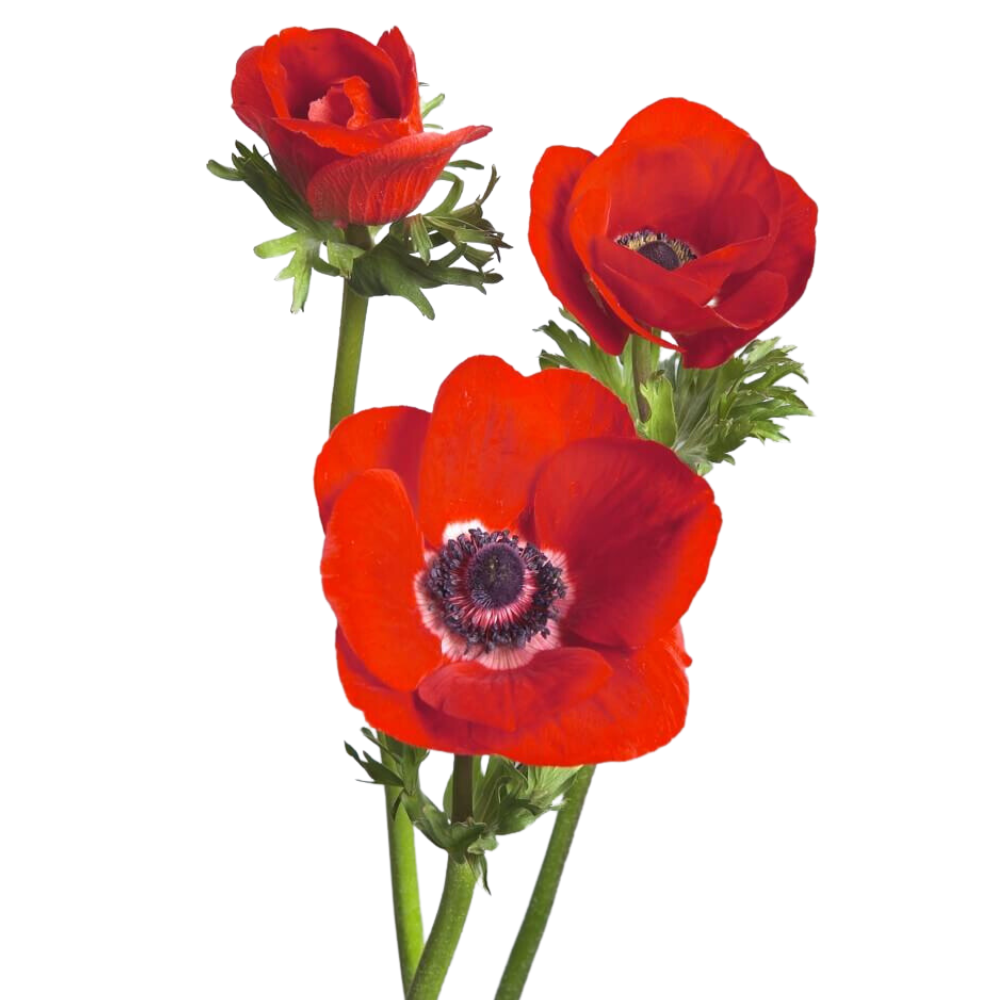Anemone-Meron-Square.png
