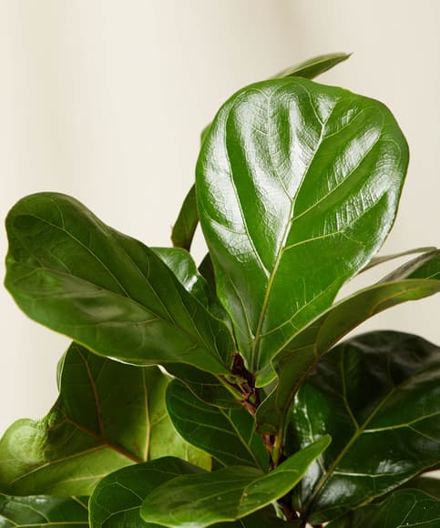 bloomscape_ficus-little-fiddle_detail.jpg