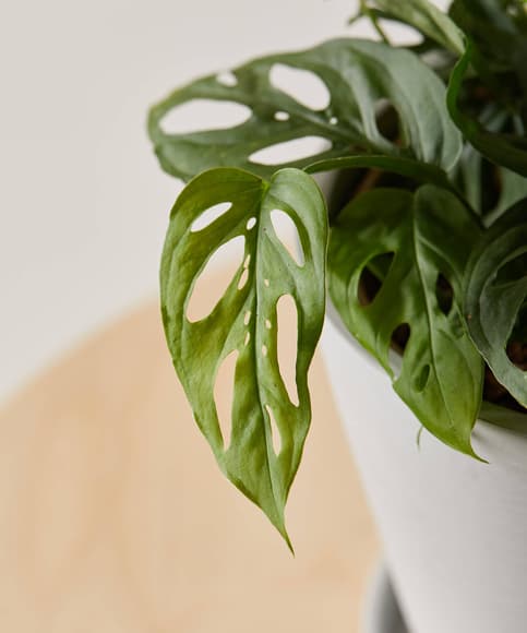 1696845227668455.jpg bloomscape_monstera-adansonii_detail.jpg