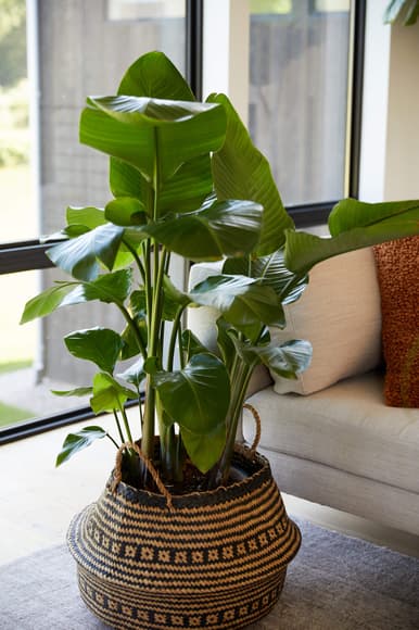 1696846061512379.jpg NoRatioEdit_Bloomscape-Handheld-029-scaled.jpg