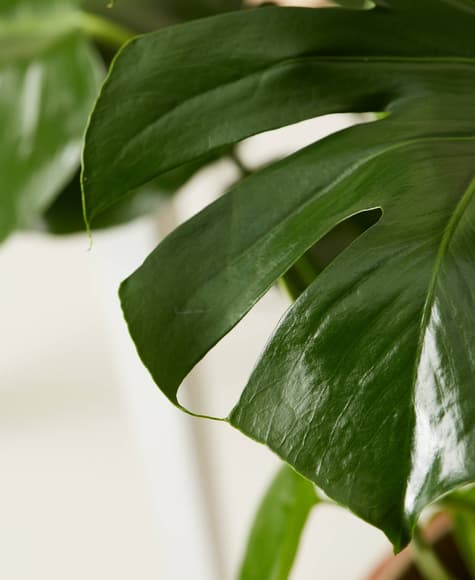 bloomscape_monstera_detail.jpg