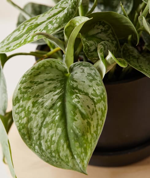 bloomscape_silver-satin-pothos_small_detail-scaled.jpeg