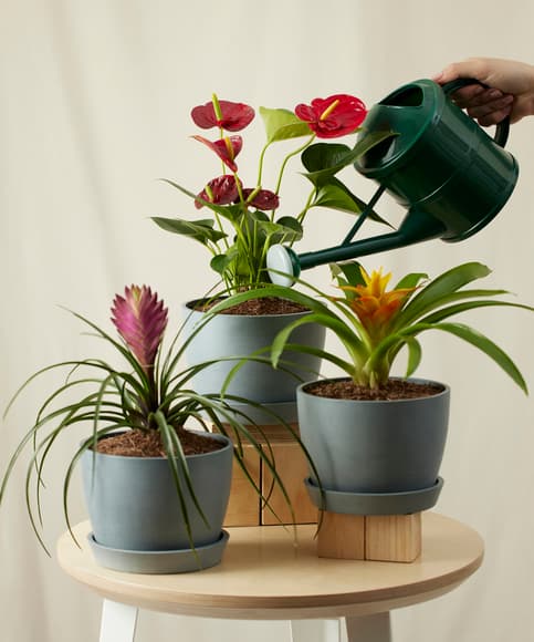 bloomscape_colorful-collection_xs_care-watering-can.jpg