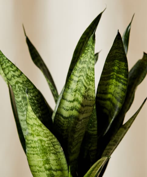 bloomscape_sanseveria_zeylancia_sm_detail-scaled.jpg