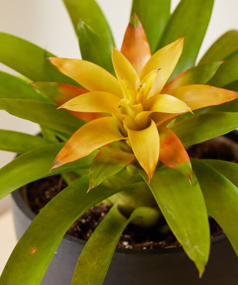 bloomscape_yellow-bromeliad_sm_detail.jpg