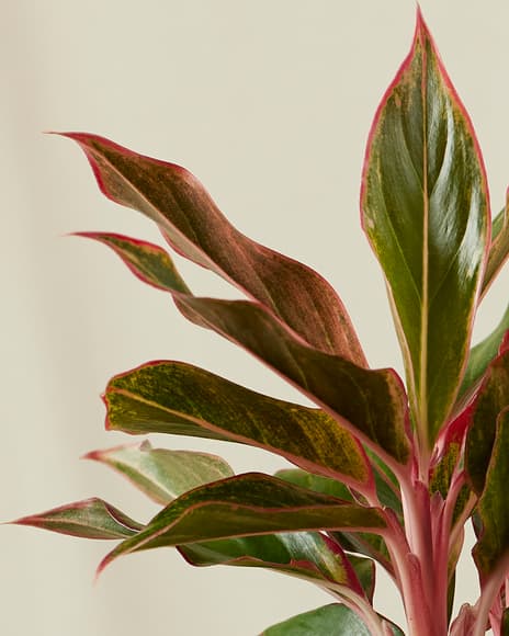 1696905143115454.jpg bloomscape_aglaonema-siam_small_detail.jpg