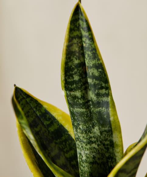 1696905997962147.jpg bloomscape_easy-peasy-collection_xs_detail3-scaled.jpg