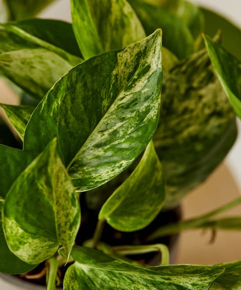 1696906318134043.jpg bloomscape_xs-pothos-collection_detail2-scaled.jpg