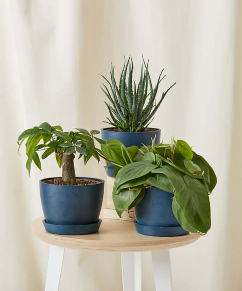 1696906922596678.jpg bloomscape_mini-beginner-set_sm_indigo_edited-scaled.jpg