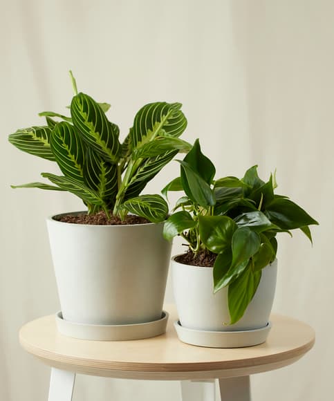 1696907354970237.jpg bloomscape_fast-growing-collection_stone.jpg